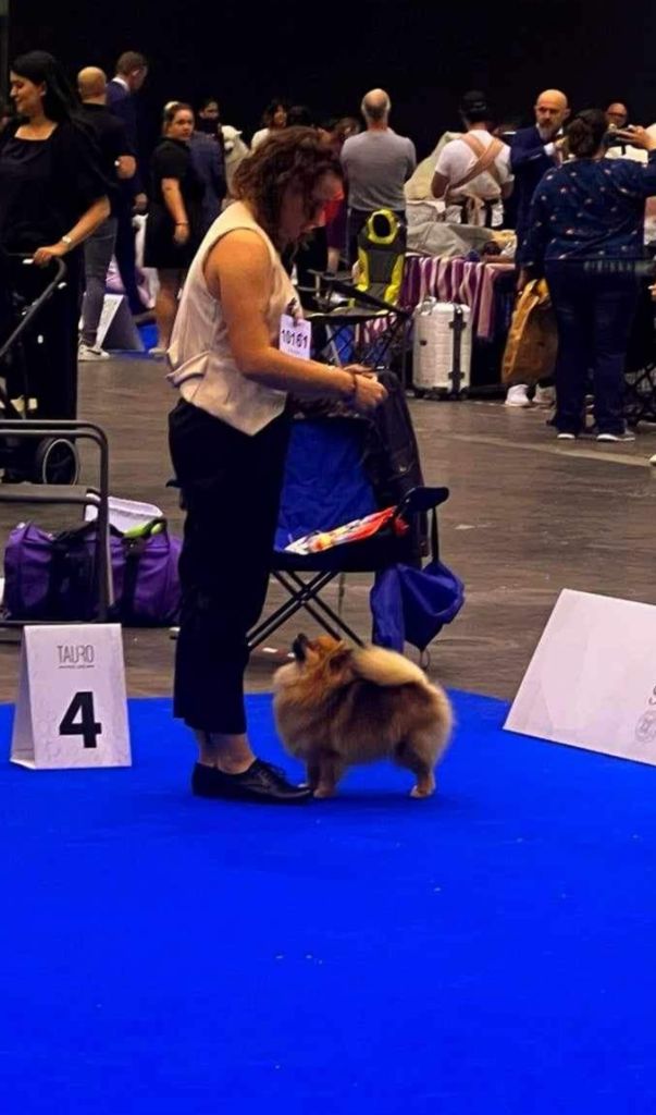Seya Pom's de luxe
