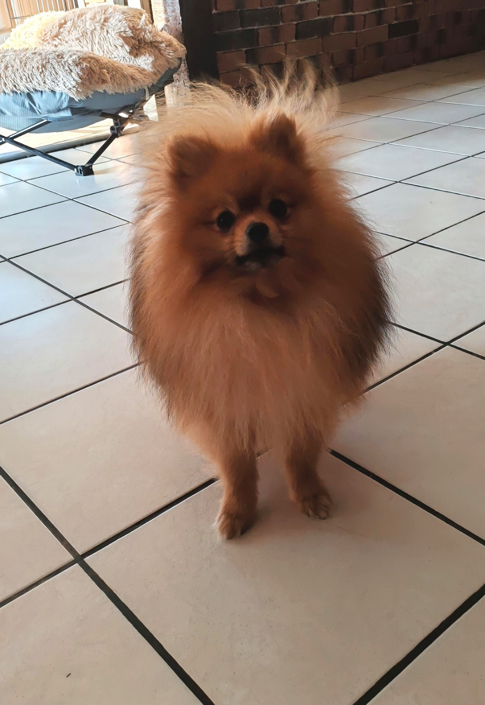 Au Royaume Des Minimoys - Spitz allemand - Portée née le 18/02/2025