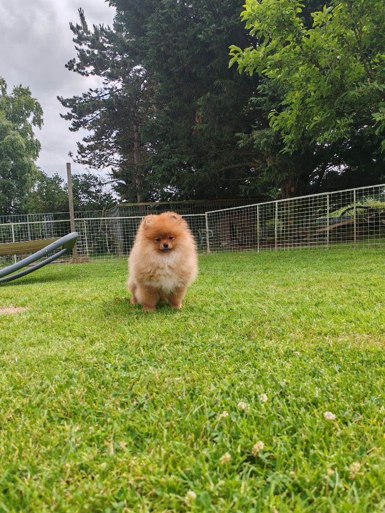 Au Royaume Des Minimoys - Chiots disponibles - Spitz allemand