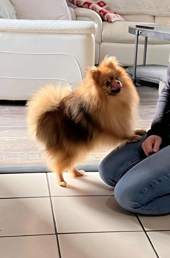 Au Royaume Des Minimoys - Chiots disponibles - Spitz allemand