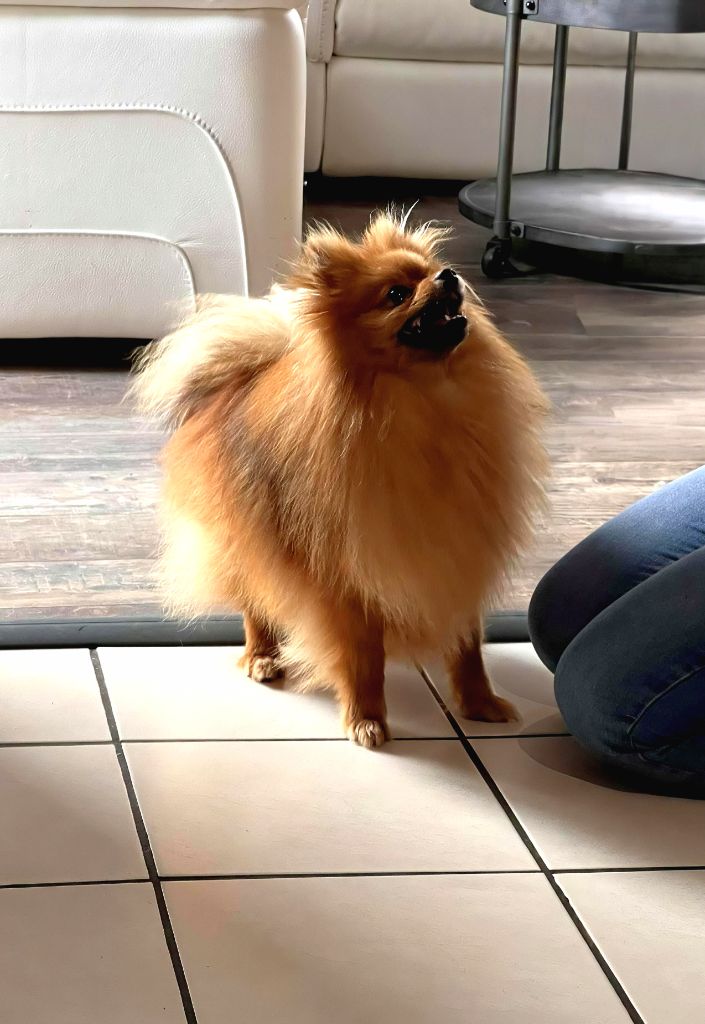 Au Royaume Des Minimoys - Chiots disponibles - Spitz allemand