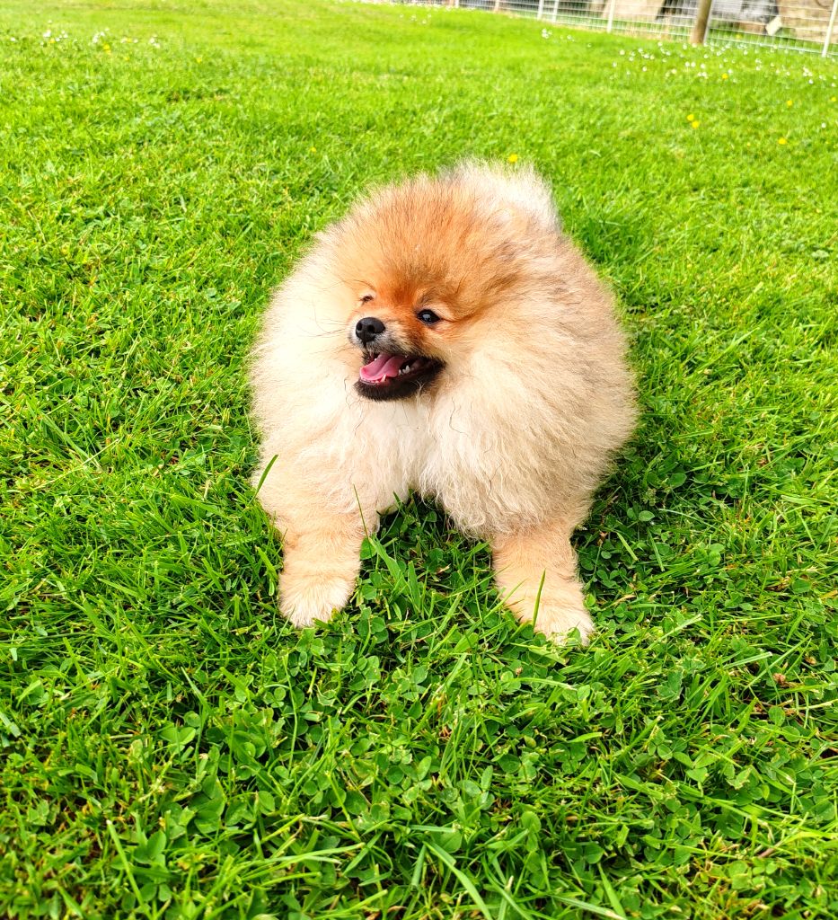 Au Royaume Des Minimoys - Chiots disponibles - Spitz allemand