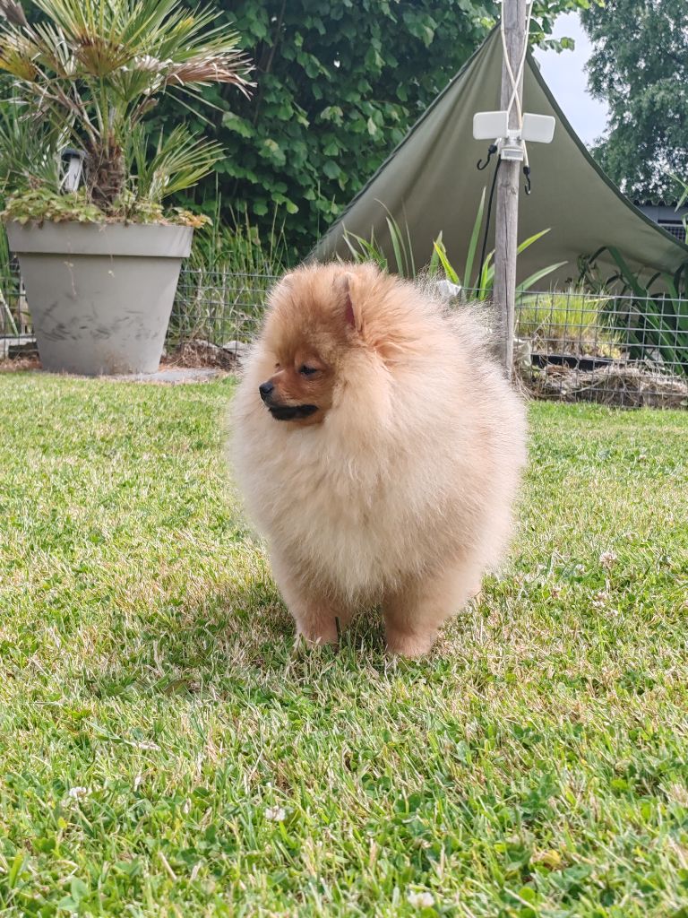 Au Royaume Des Minimoys - Chiots disponibles - Spitz allemand