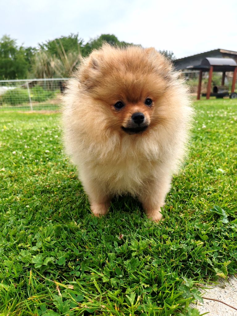 Au Royaume Des Minimoys - Chiots disponibles - Spitz allemand